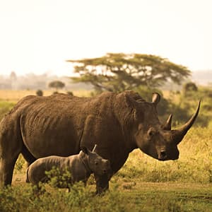 On Safari in Kenya with Nairobi