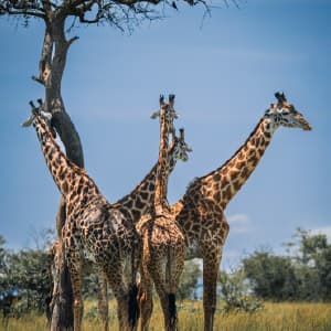 On Safari in Kenya & Tanzania with Zanzibar