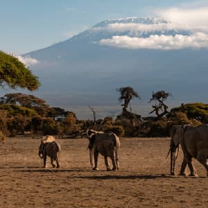 East Africa Private Safari with Zanzibar
