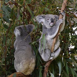 Australian Safari