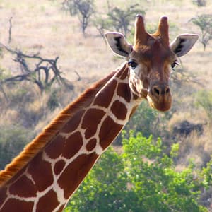 Splendors of South Africa & Victoria Falls with Botswana